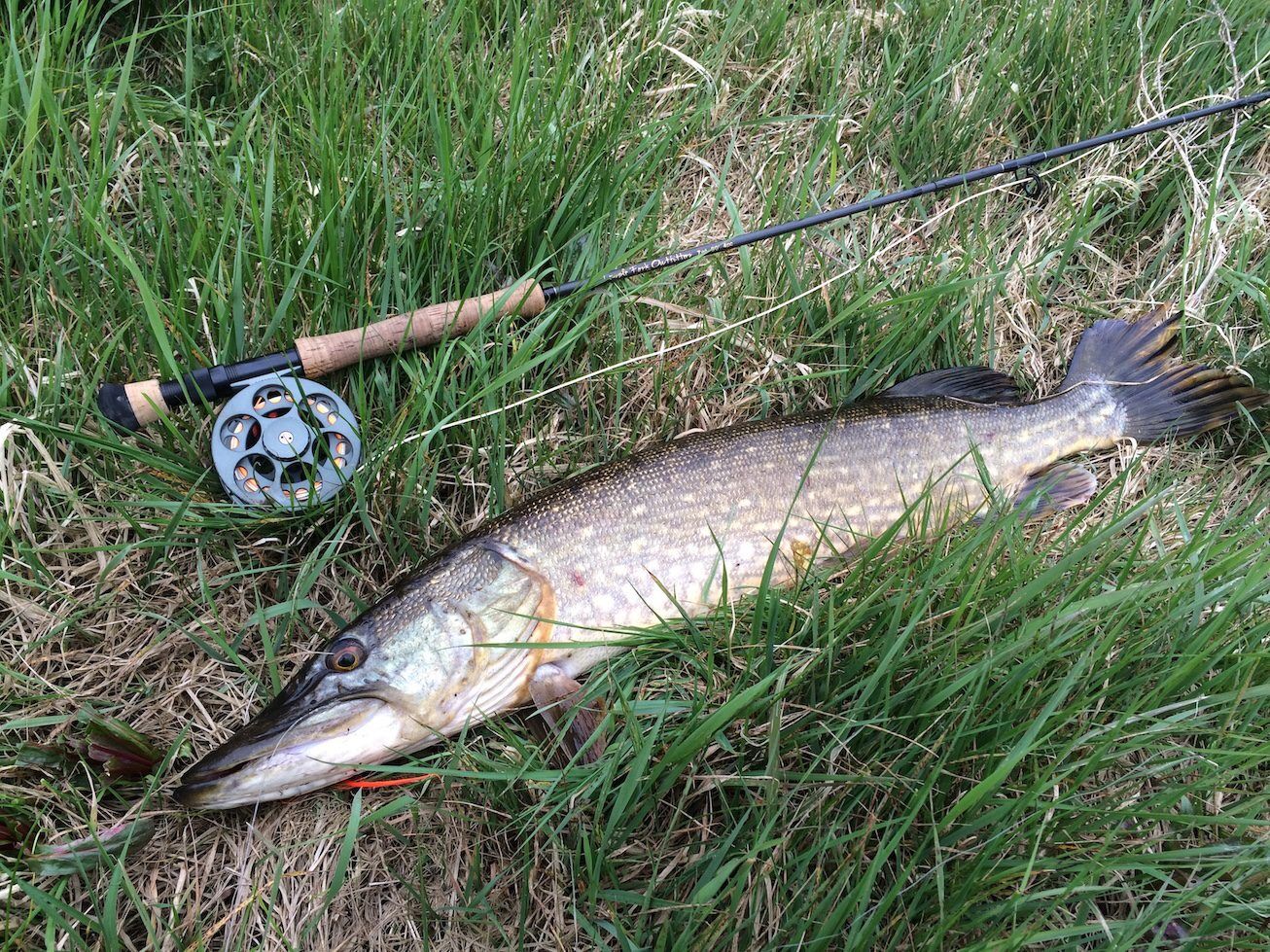 Landed Northern Pike