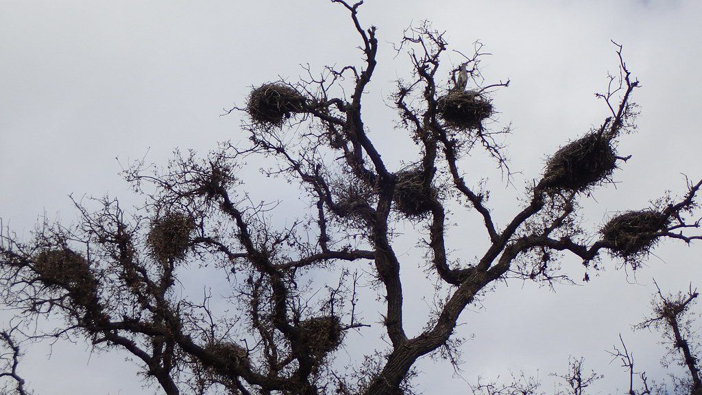 Heron Rookery