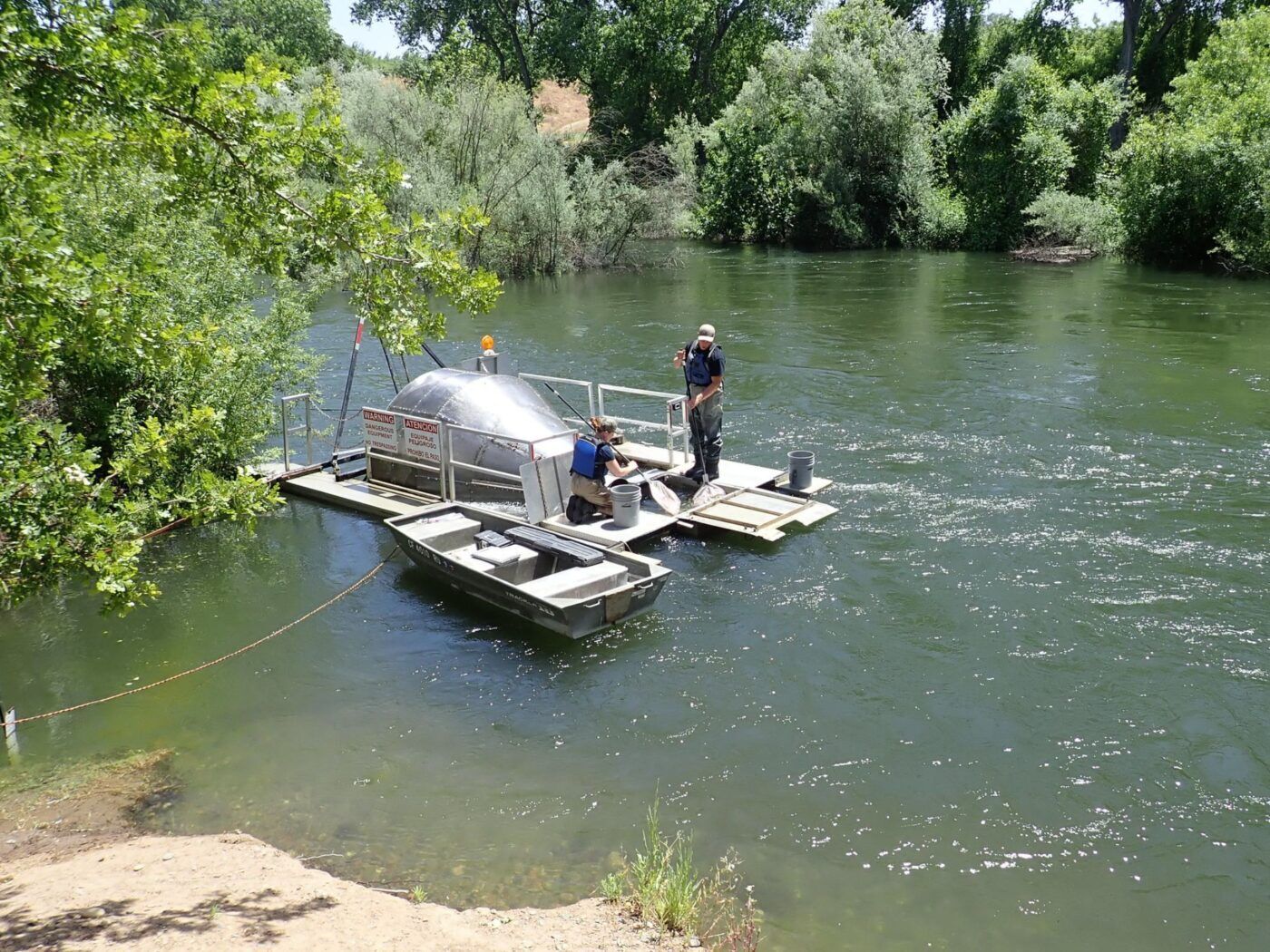 Two people dipping nets into a rotary screw trap to collect fish.