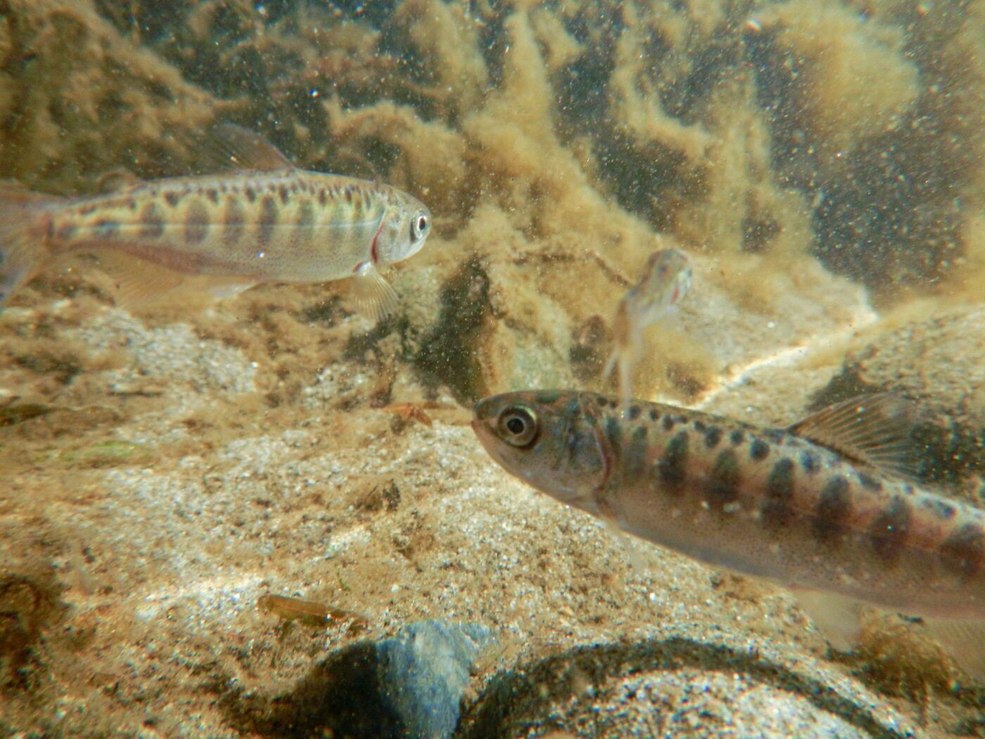 Three young Chinook salmon swimming in water.