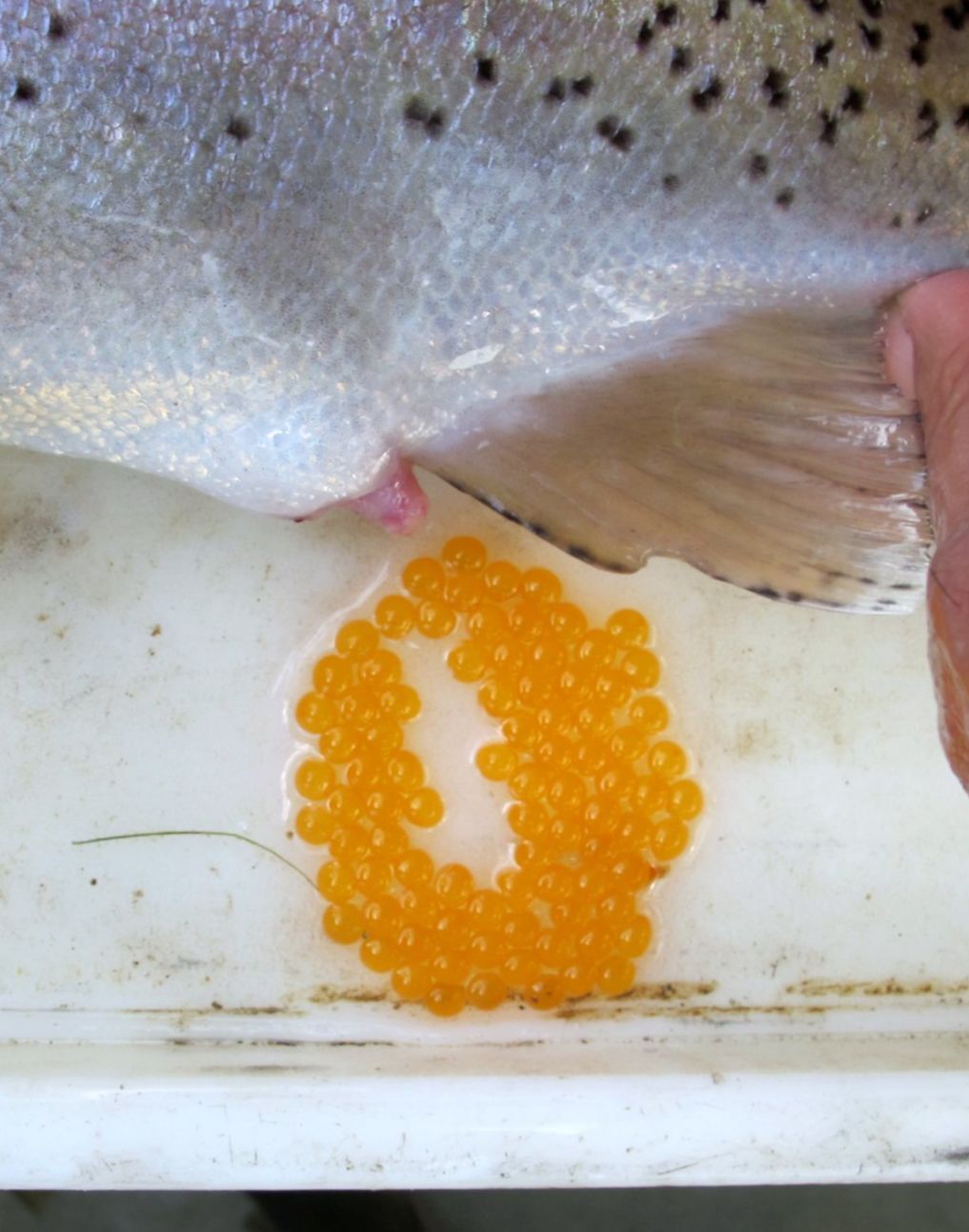 orange eggs from steelhead female fish on white background