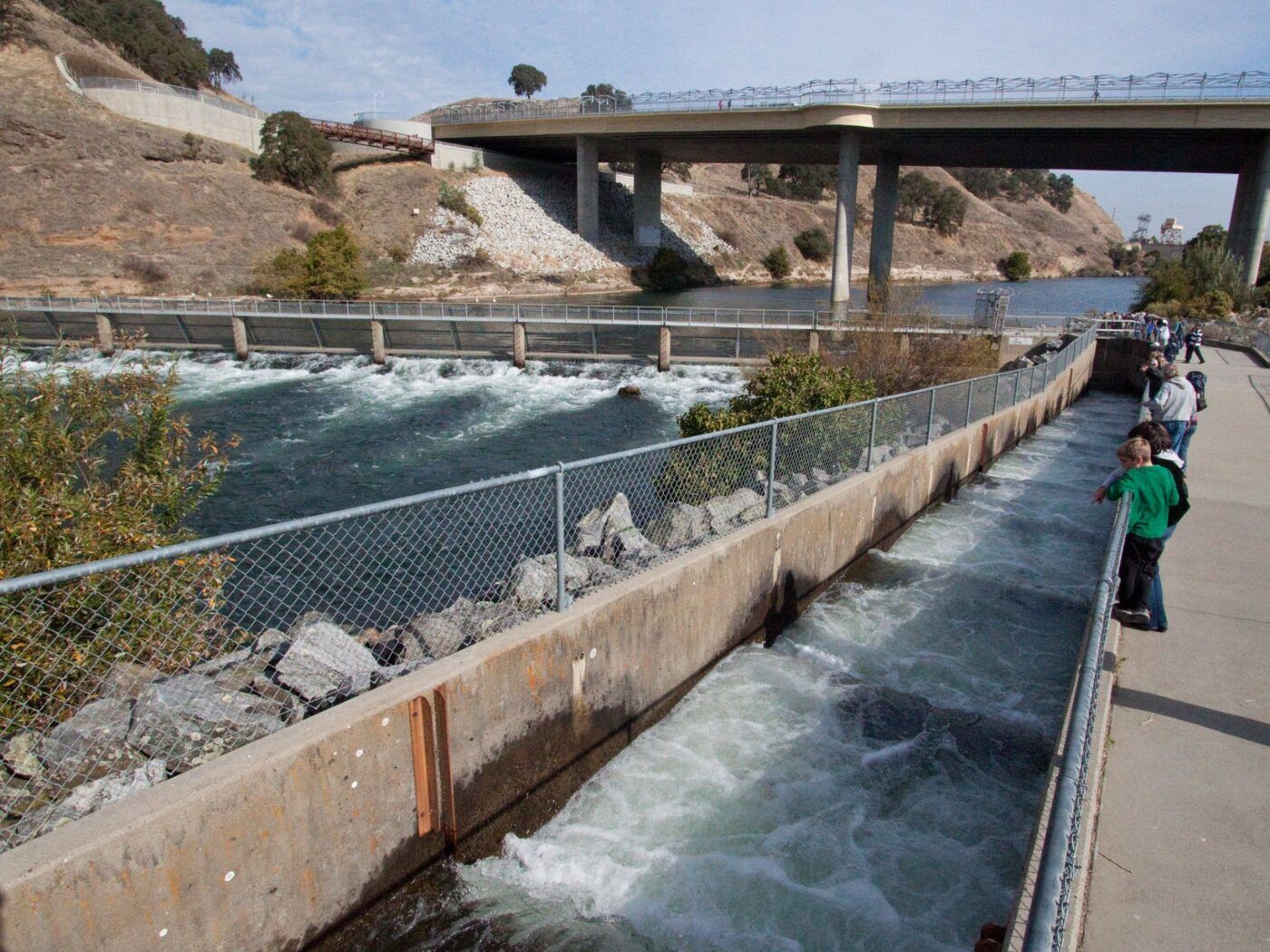 several people are looking at a fish ladder on a river below a bridge