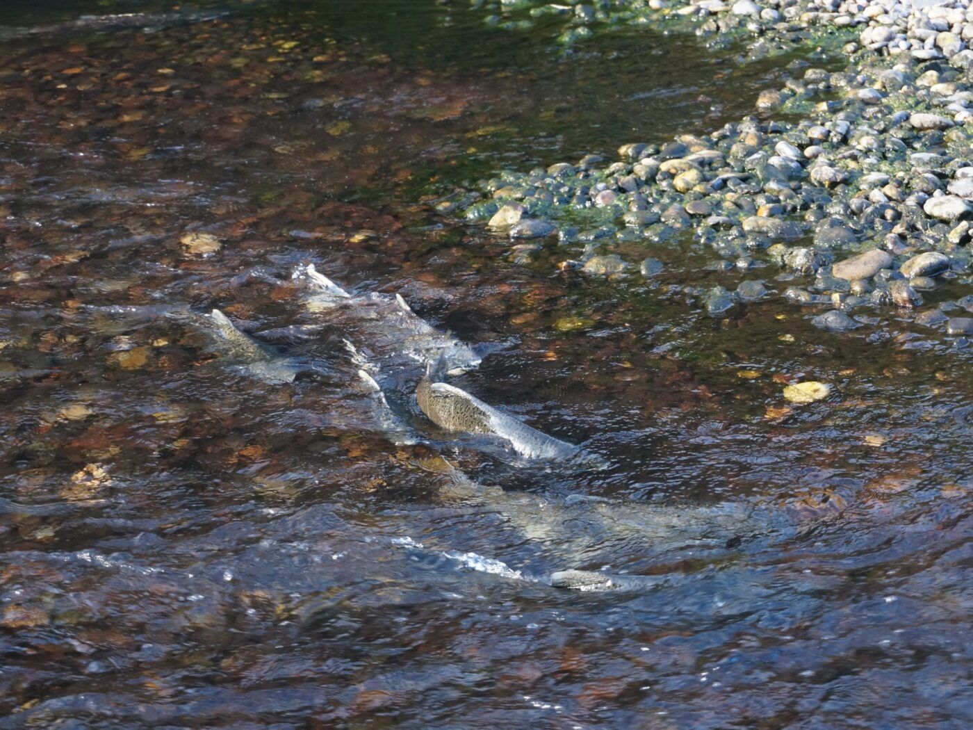 Four adult Chinook salmon swimming on top of cobble stones in a river.