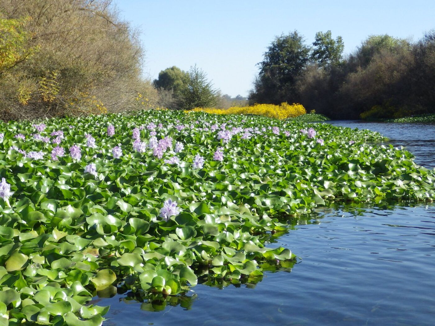 Green plants with purple flowers along the bank side of a river.