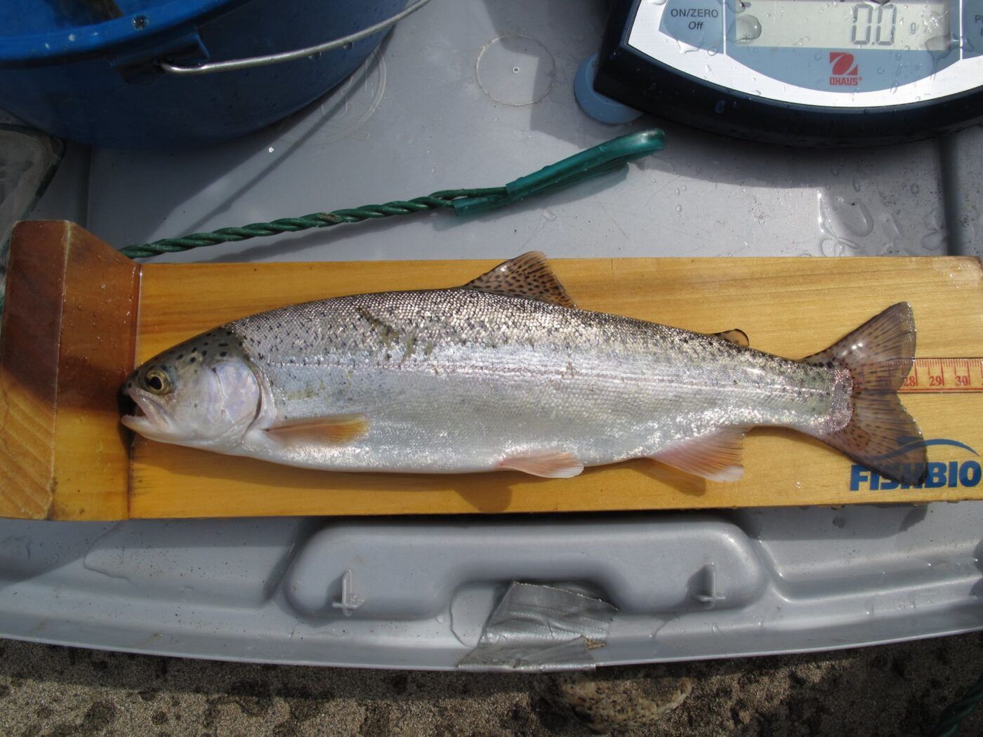 Silver steelhead laying on measuring board