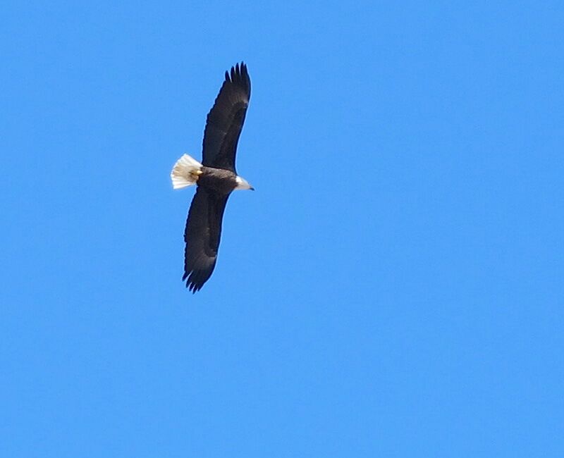 Bald eagle