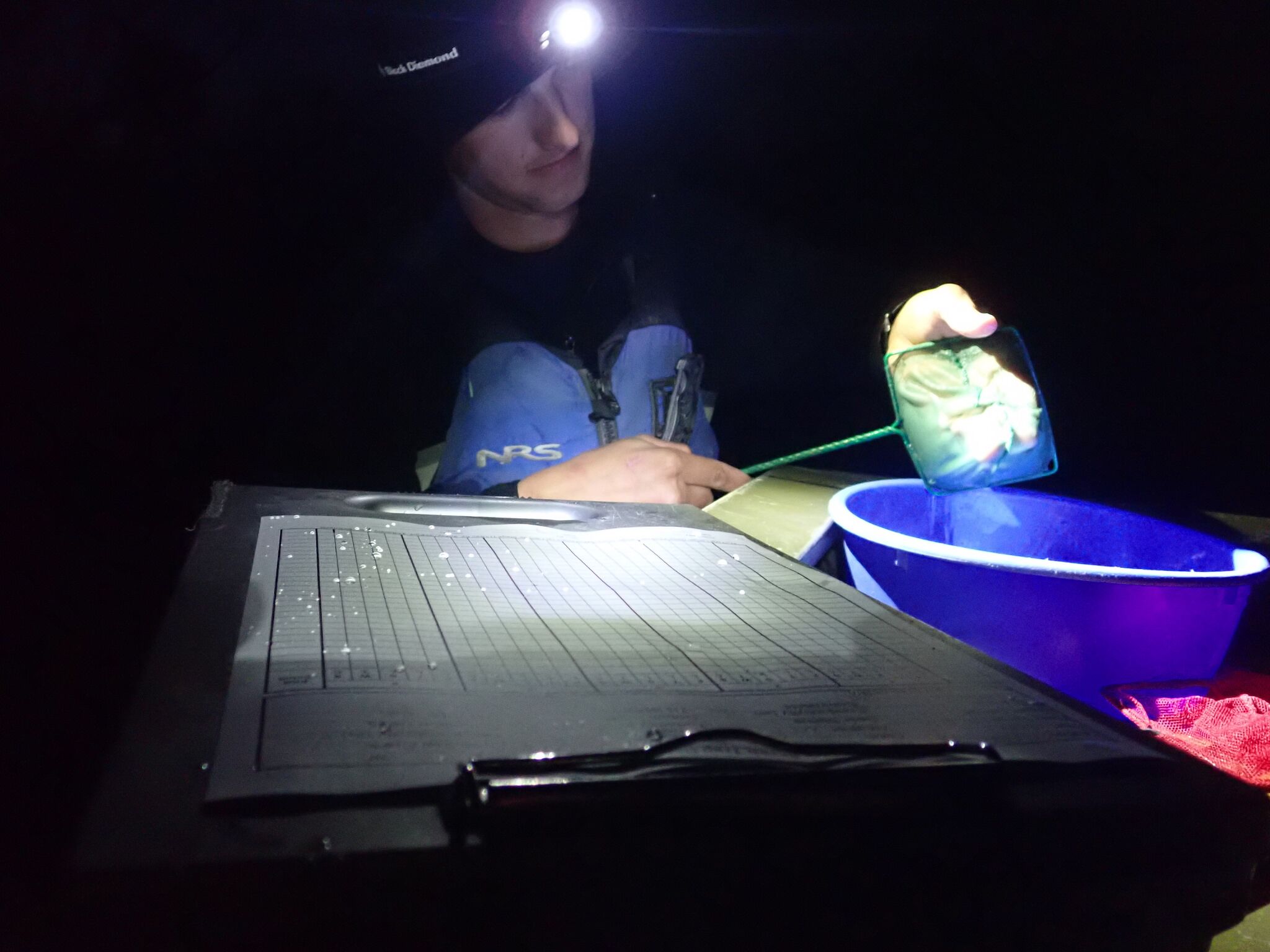 Counting fish at night