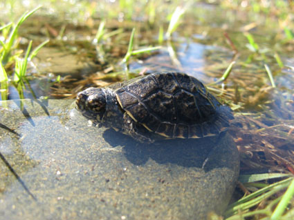 western-pond-turtle_small western-pond-turtle_small