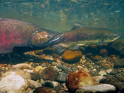 salmon