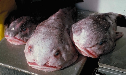 blob-sculpin-psychrolutes-phrictus