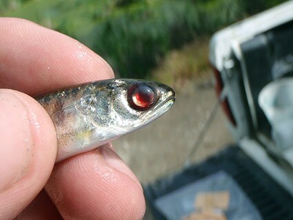red-eye-chinook
