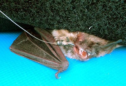 bat-hook-2
