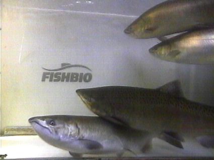 multiple-chinook-weir-passage