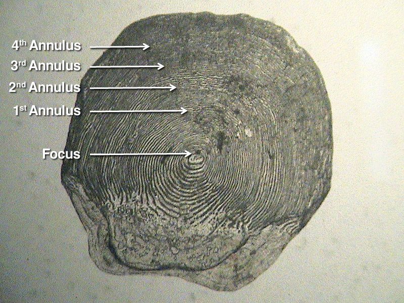 Reading Fish Scale