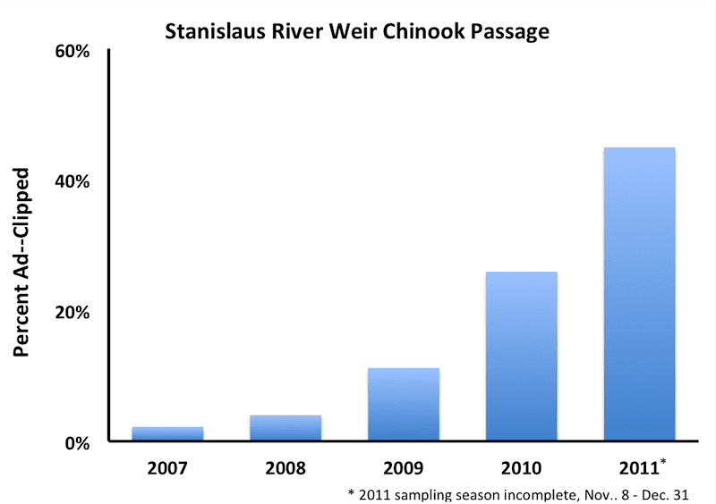 Stanislaus Weir Ad-Clipped Chinook