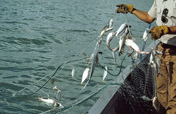 Gill Net Fishing