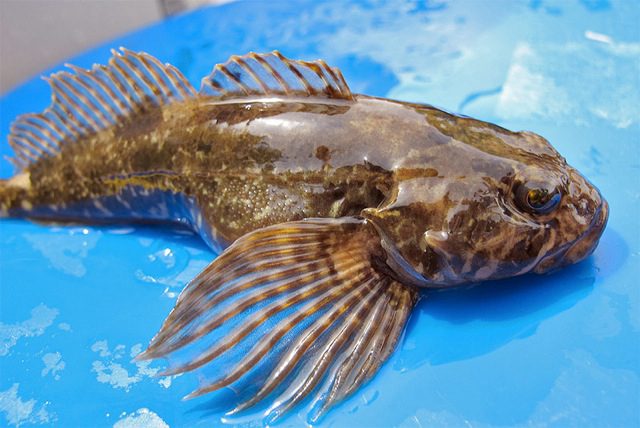 Prickly Sculpin