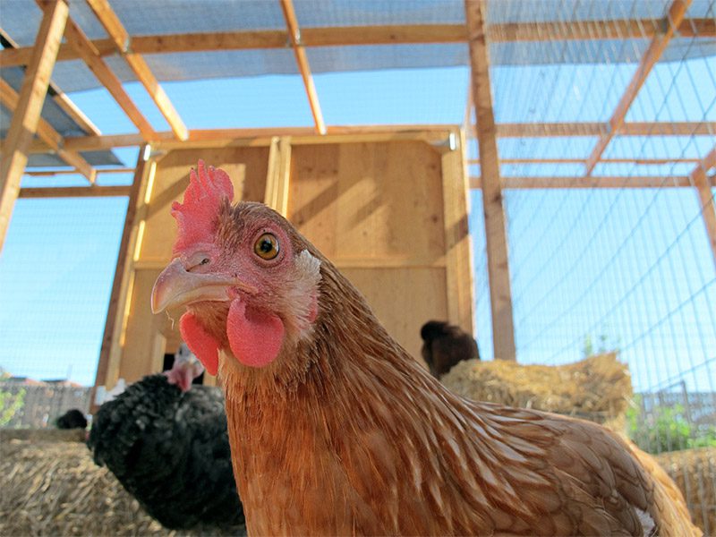 FISHBIO Chicken - Bawk Bawk