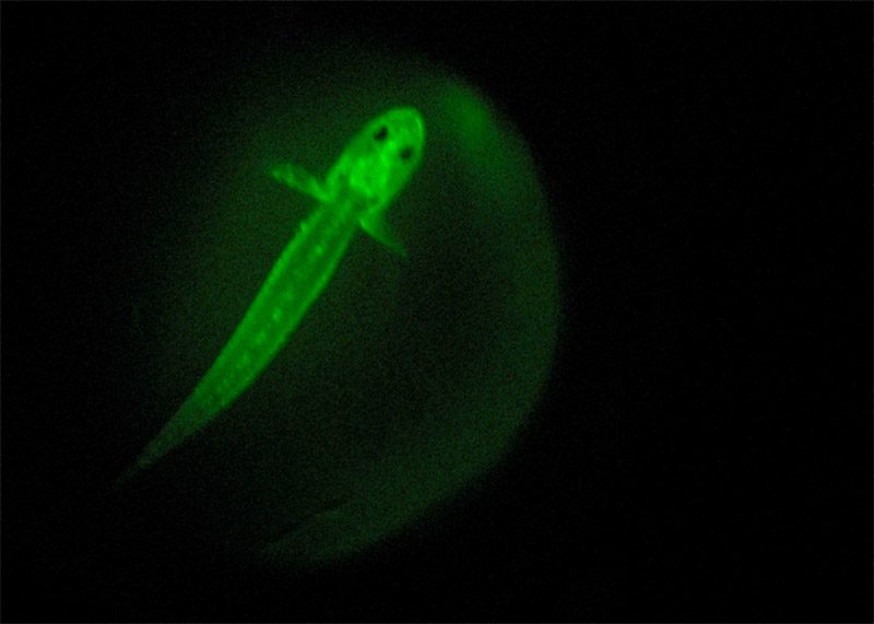 Calcein Marked Fish