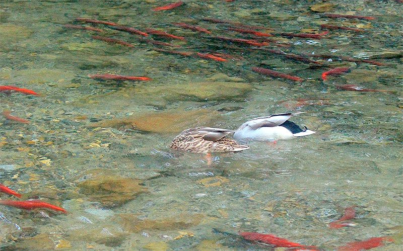 Mallards Eating Kokanee Eggs