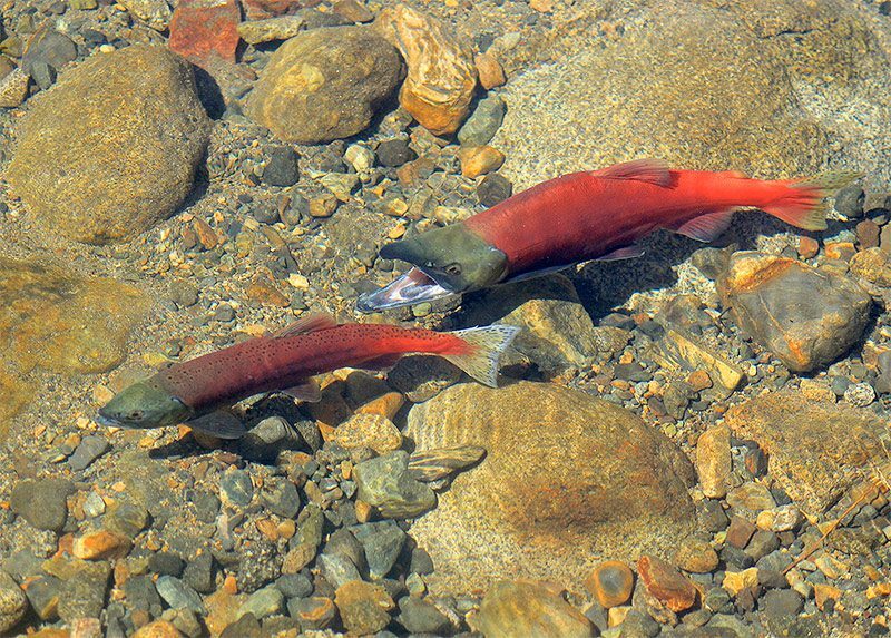 kokanee