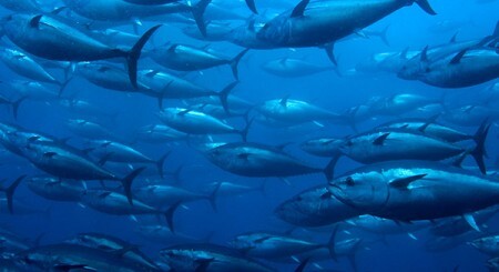 blue-fin