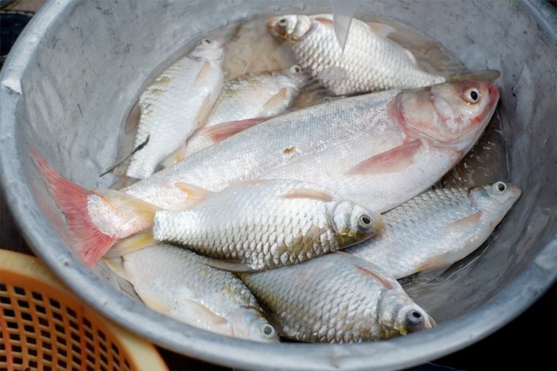 Fish purchased from the grandfather fisherman. Photo by Bao Quan Nguyen.