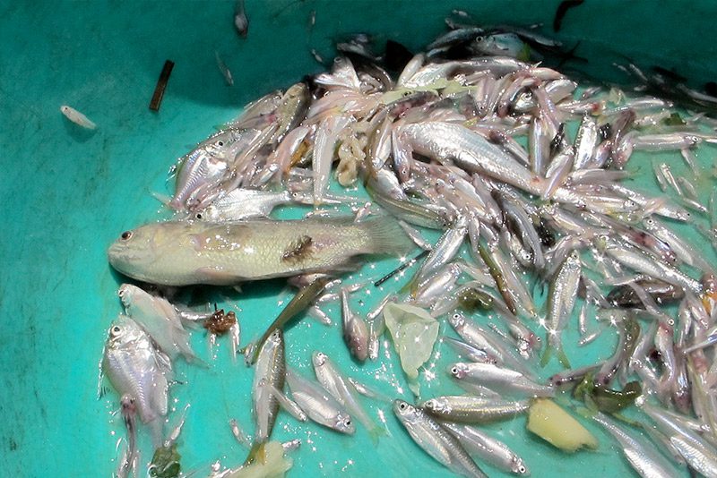 The scientists bought these fish from the fisherman shown above