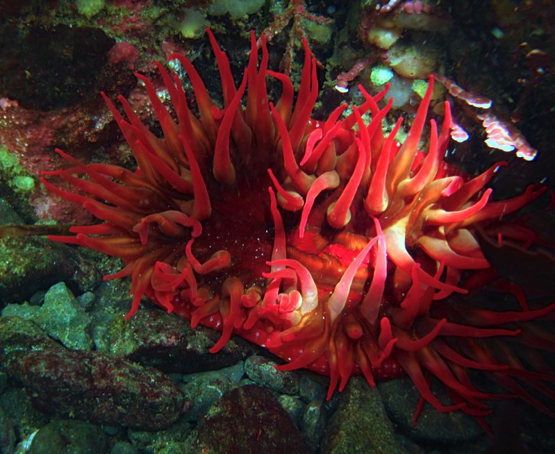 White-spotted rose anemone, Urticina lofotensis sea anemone