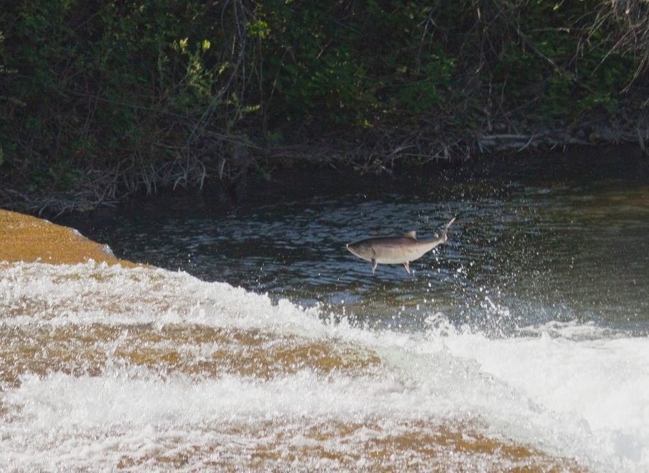 Spring-run Chinook Salmon