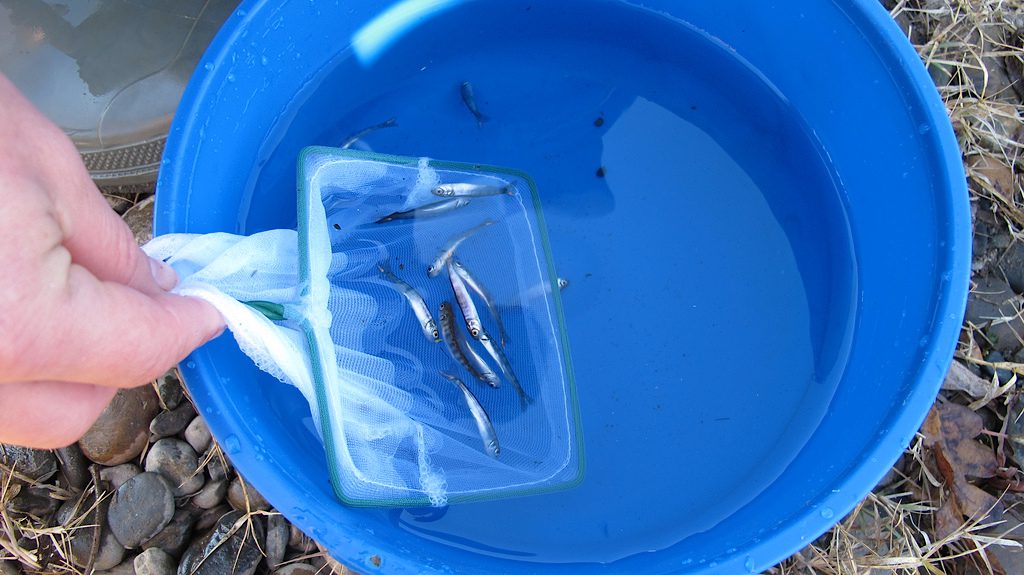 Fish Sedation