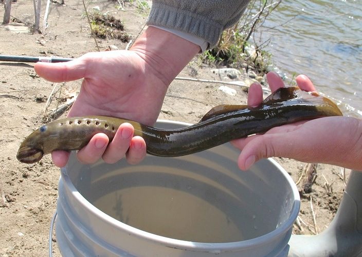 Pacific lamprey