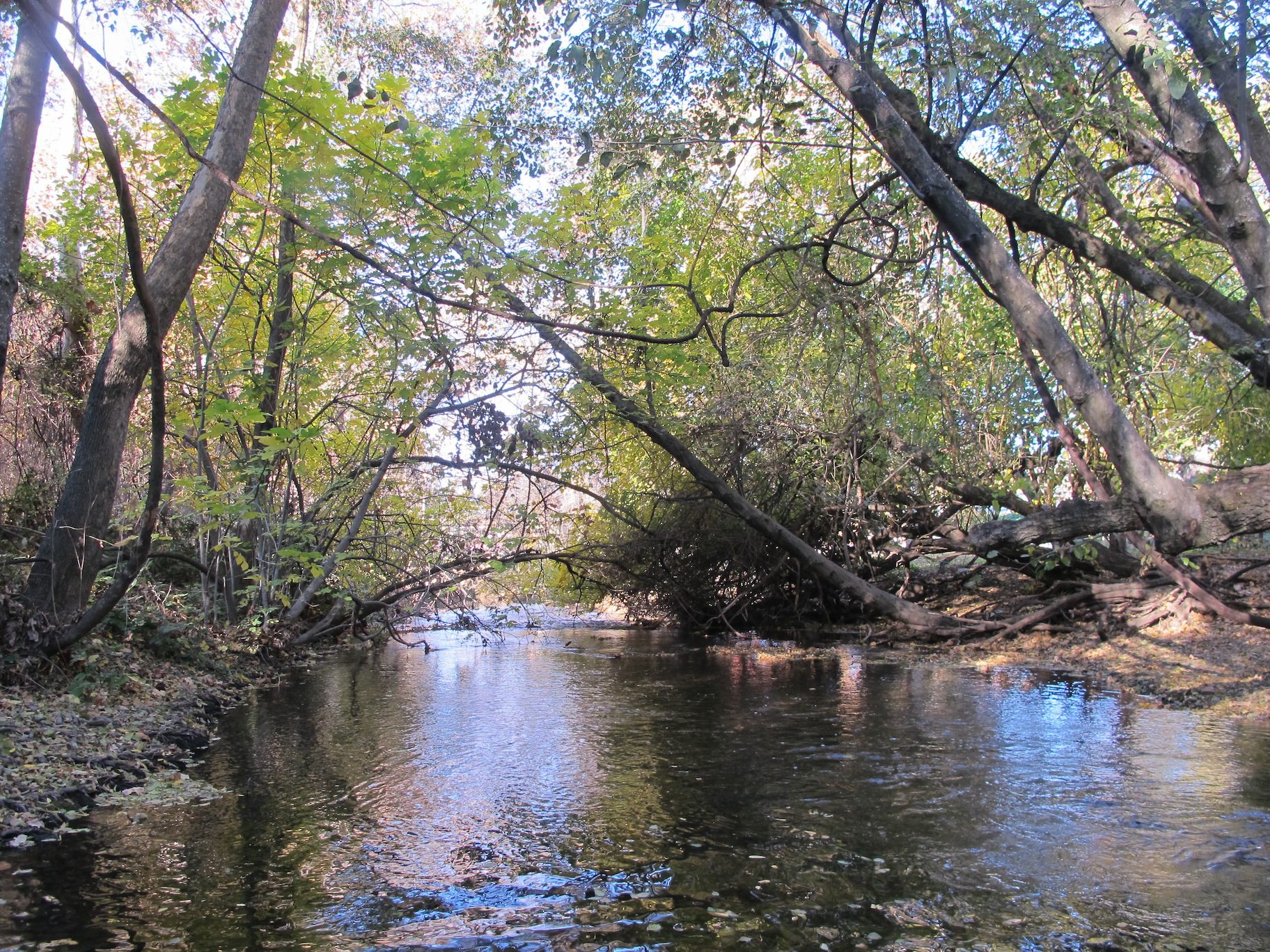 Bidwell Park
