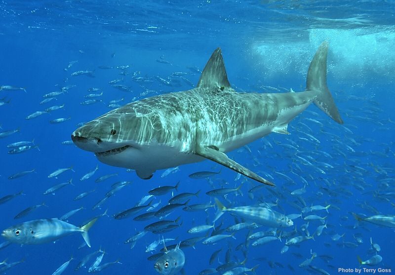 White_shark