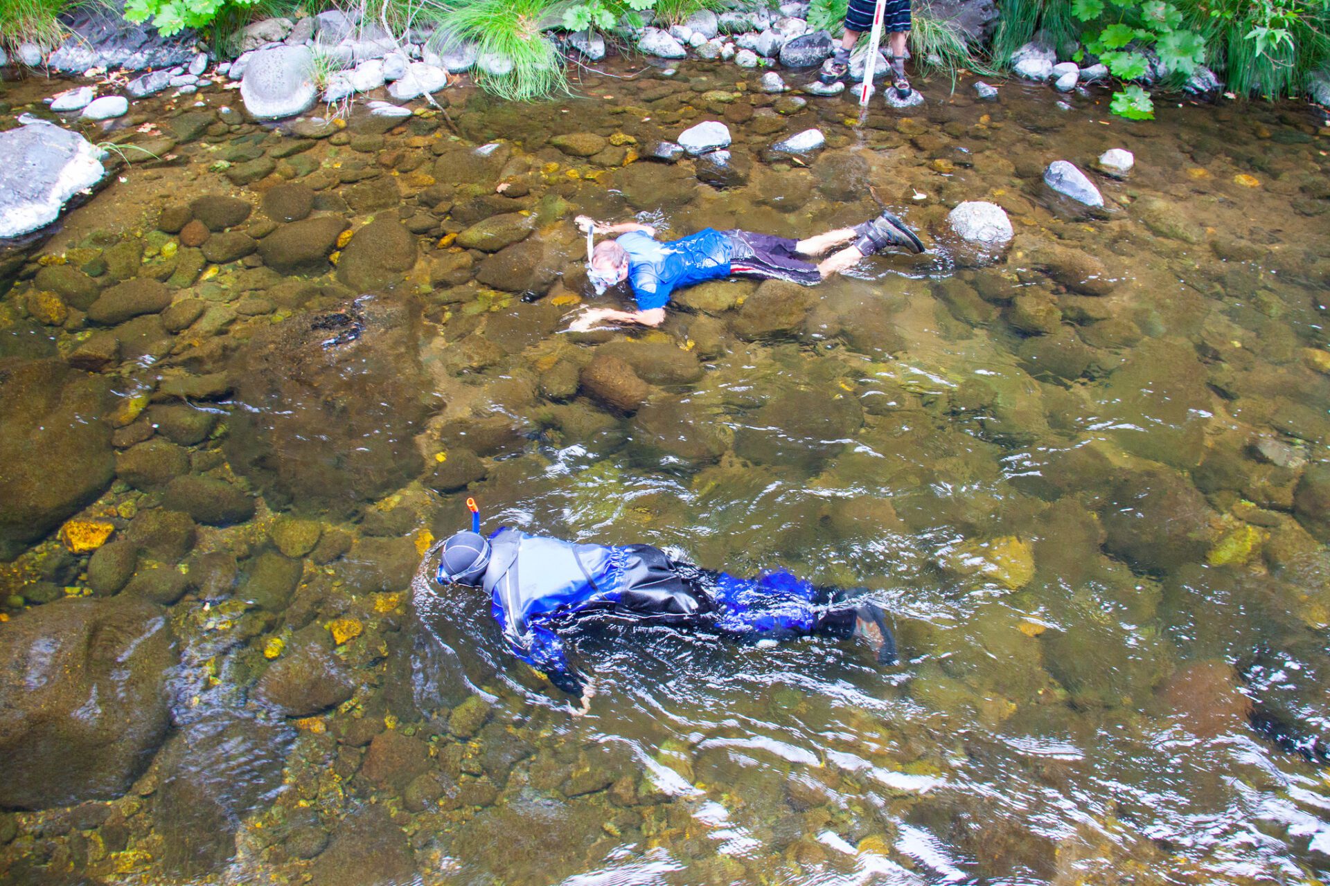 Big Chico Creek snorkel survey