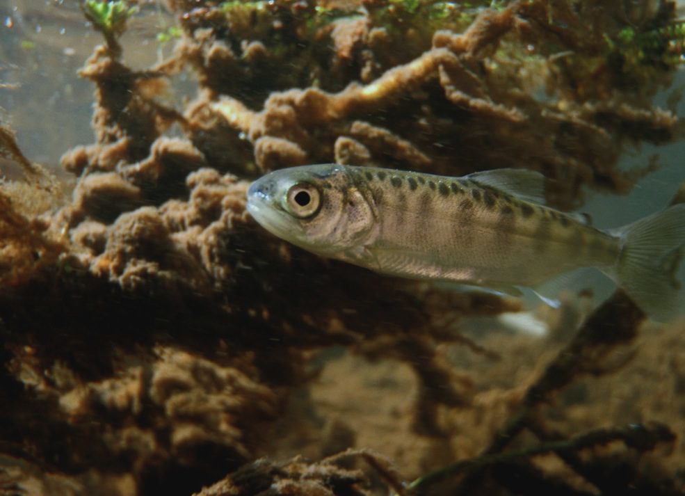 Chinook salmon