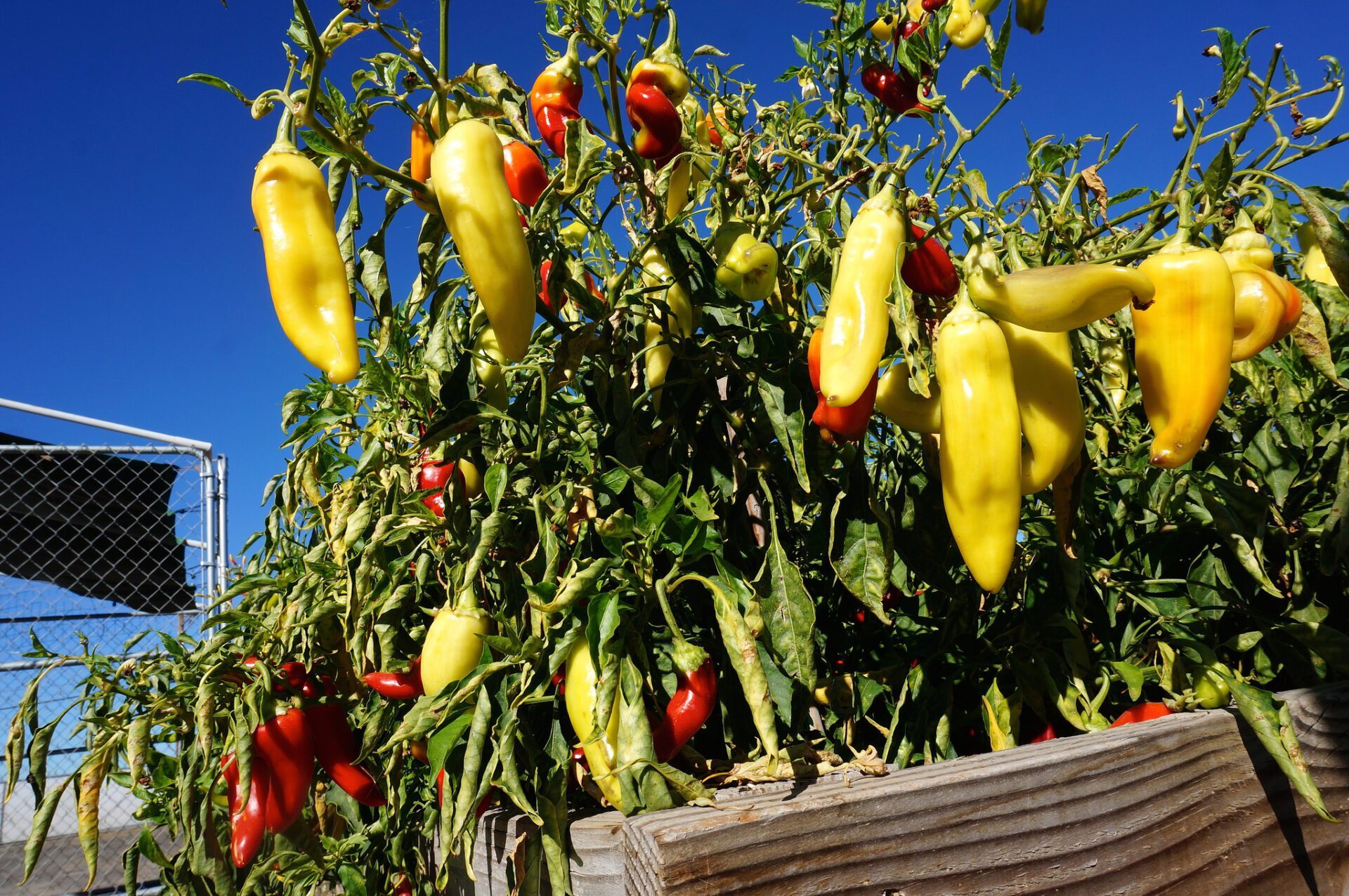 Peppers from FISHBIO Farms