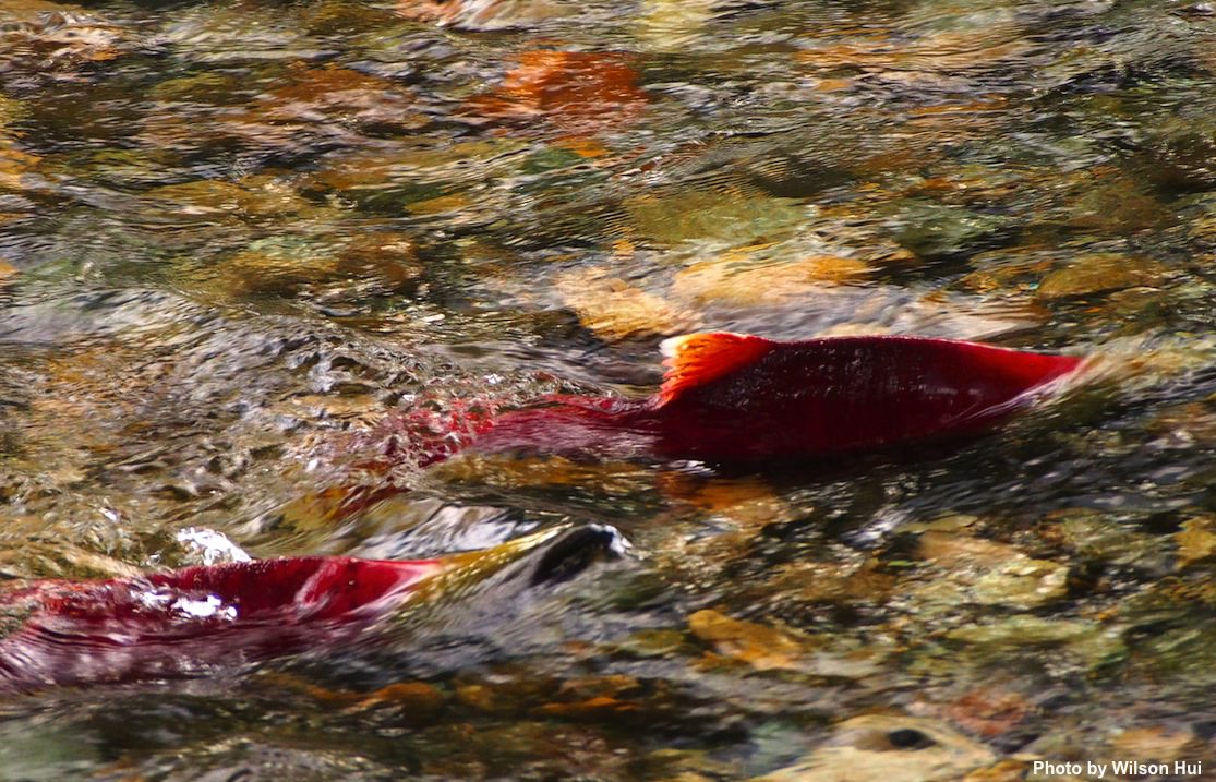Sockeye salmon