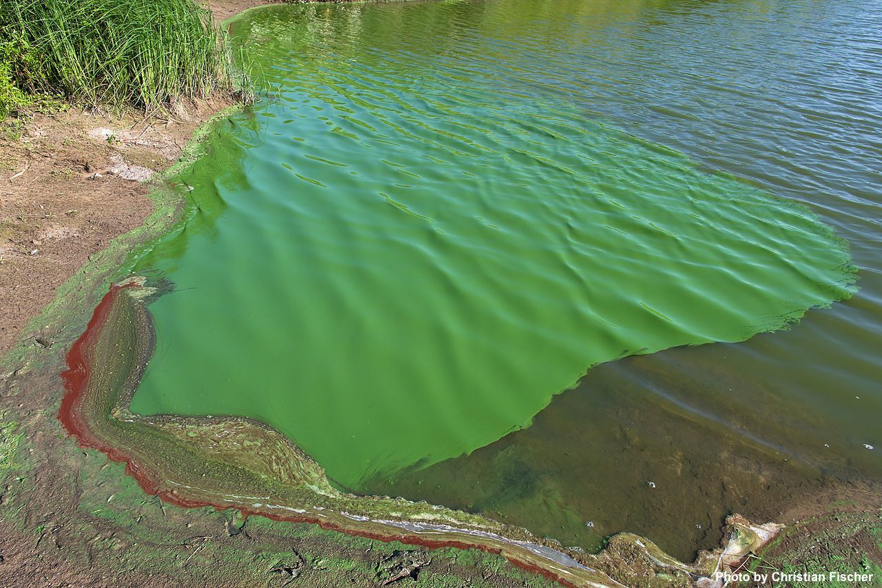 cyanobacteria