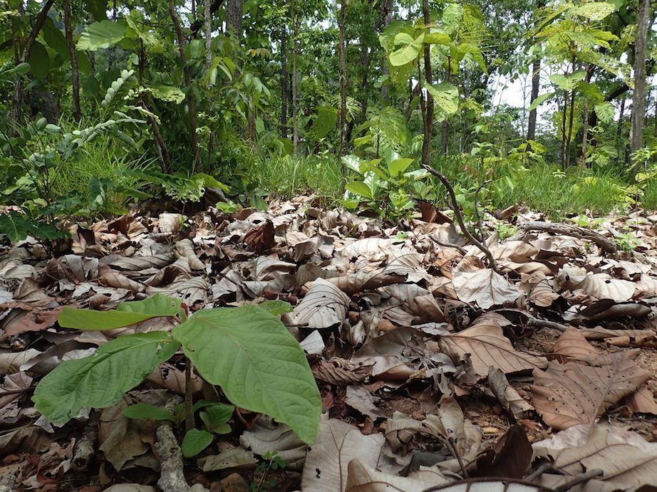 Fallen leaves and new growth
