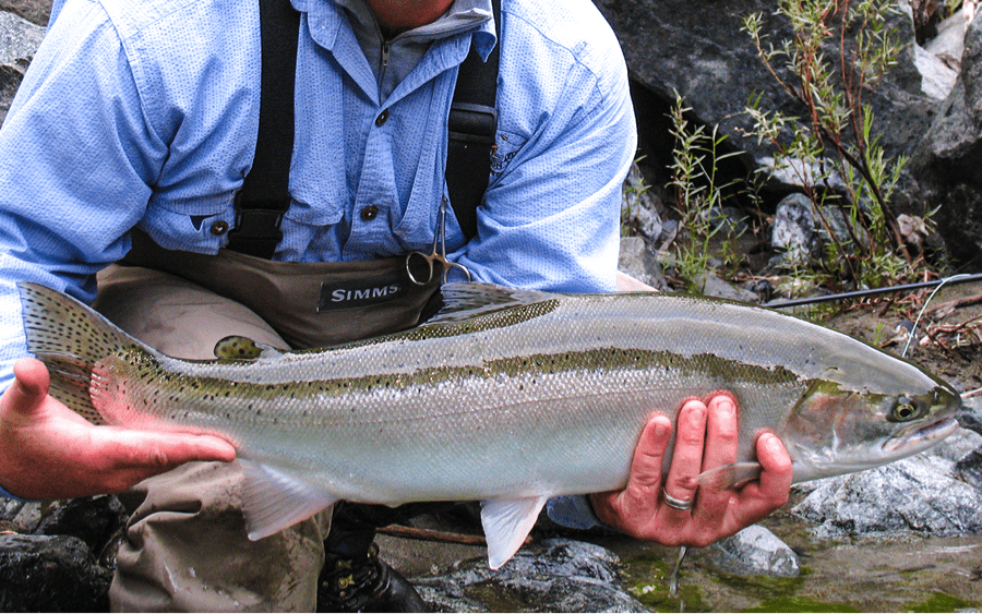 Large steelhead