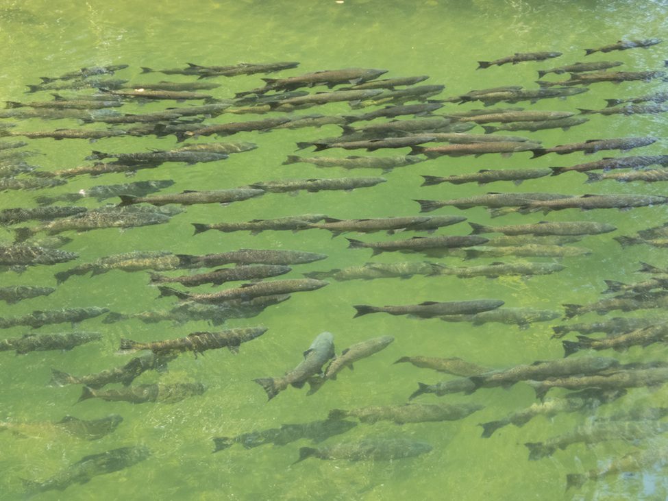 school-of-salmon