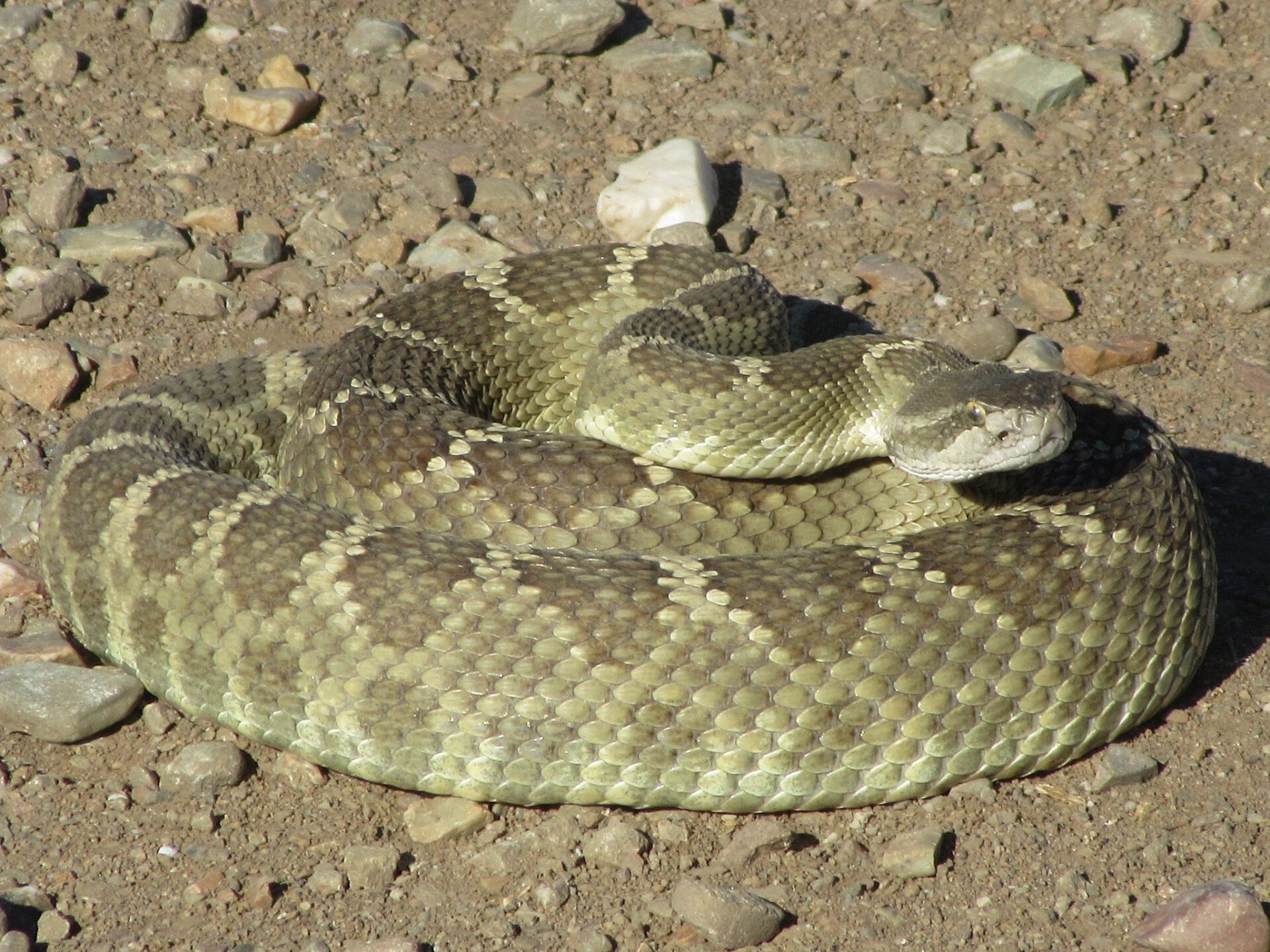 Coiled rattlensake