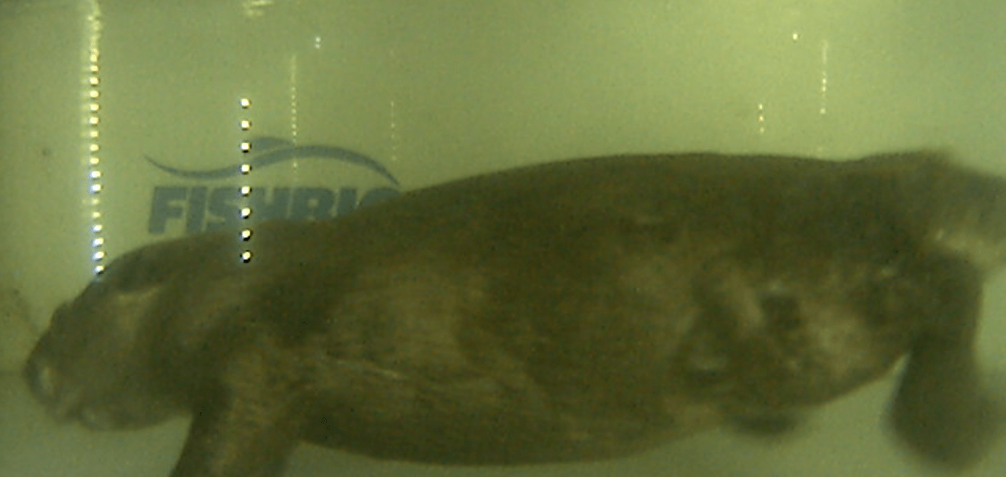 Beaver Vaki Riverwatcher passage