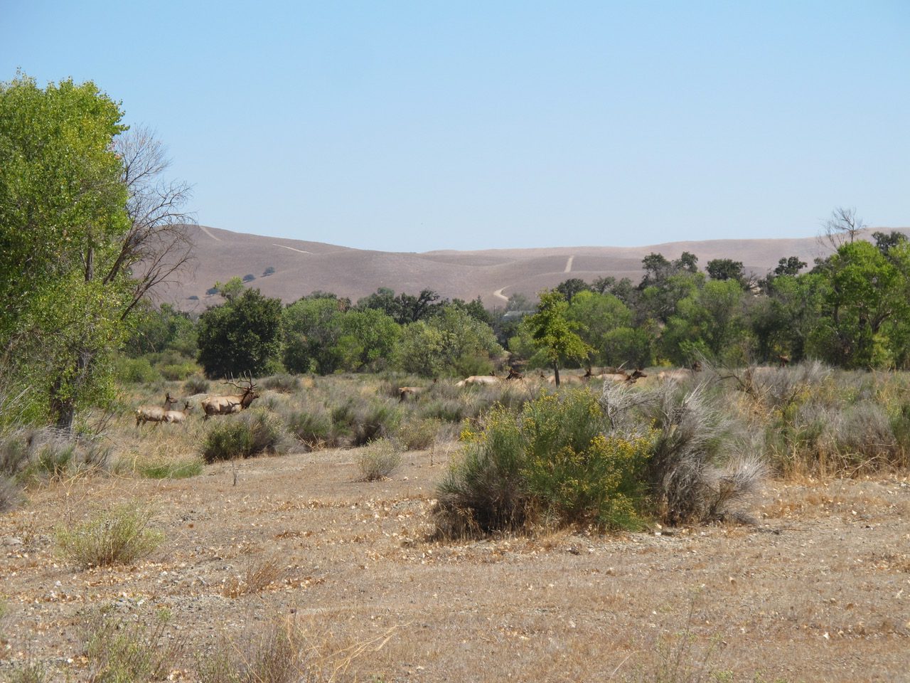 Camp-Roberts-Elk_9242012_003