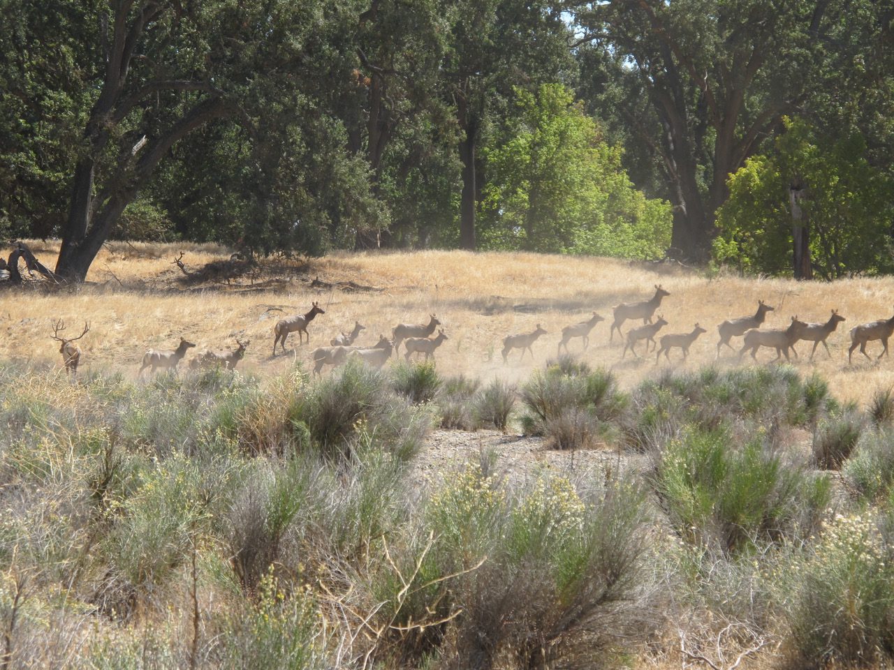 Camp-Roberts-Elk_9242012_009