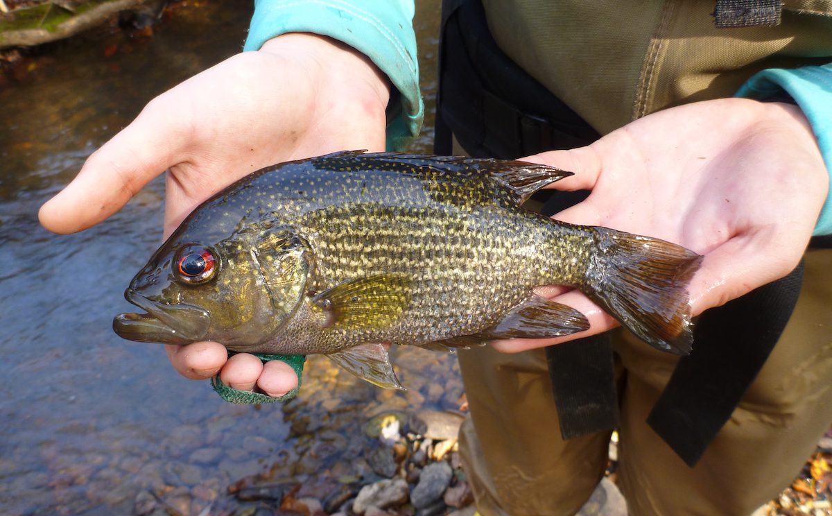 Roanoke Bass