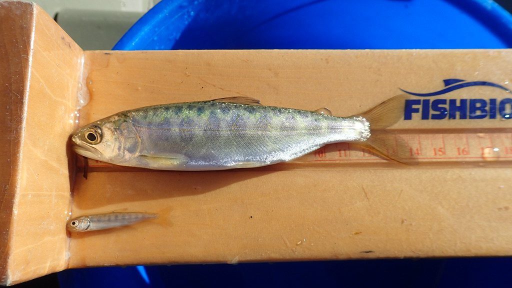 Yearling Chinook and Fry