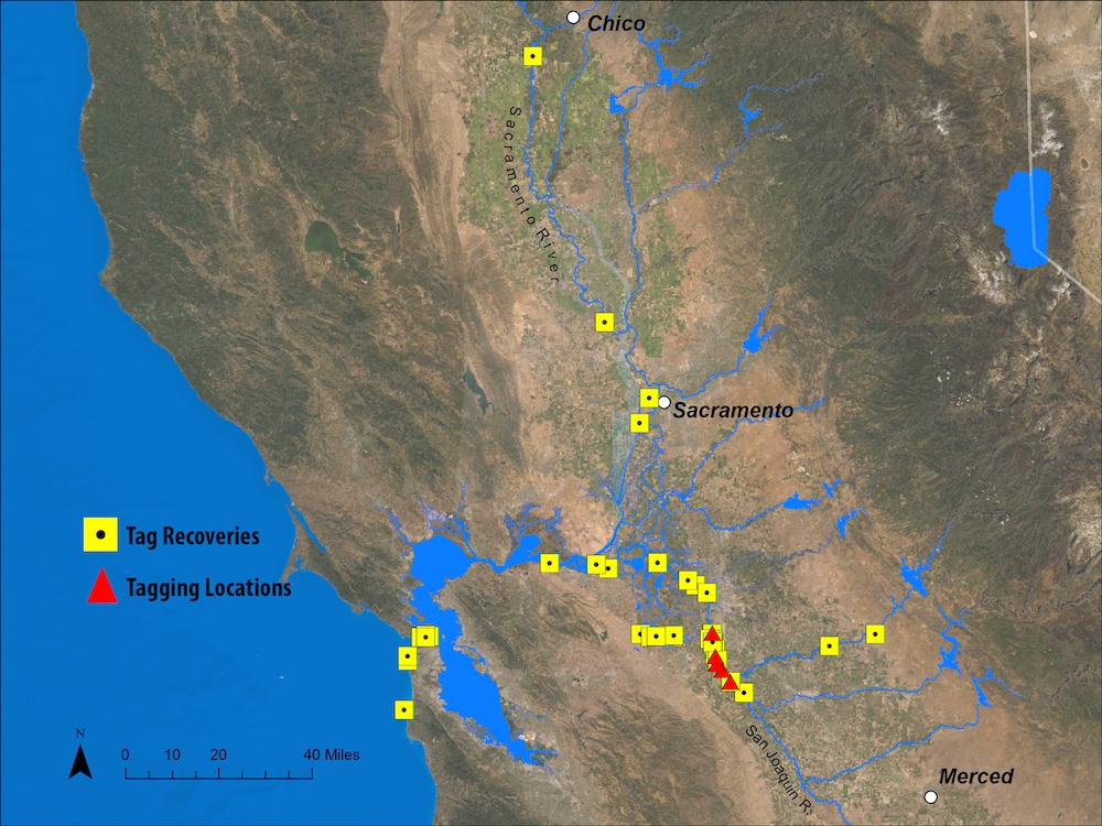 Map of Fyke project tag recaptures
