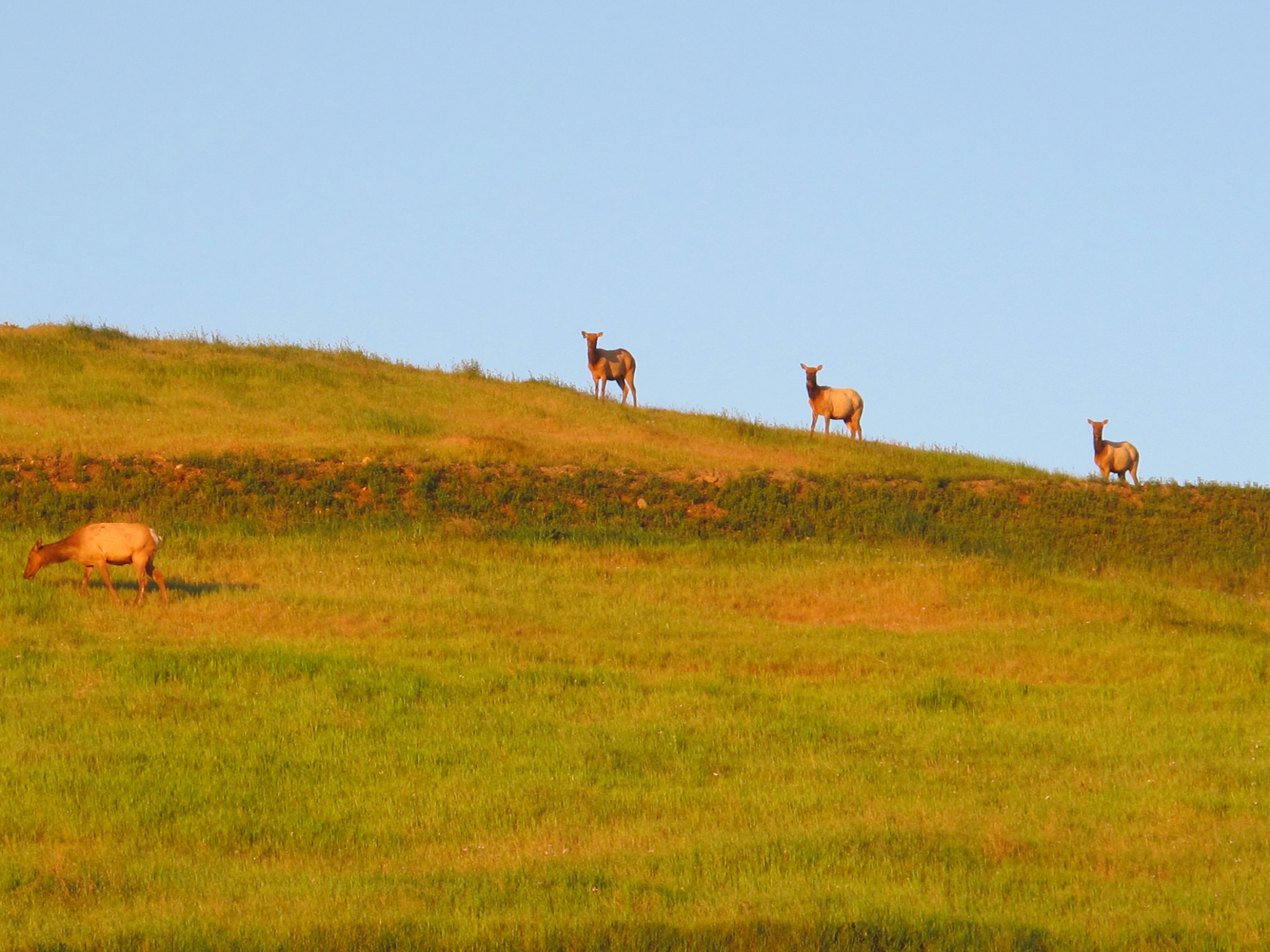 Tule Elk